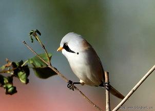 明星有马什么雀,揭秘明星有马什么雀的传奇人生