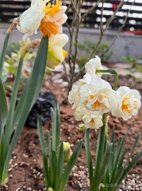 今日头条有多少种花,花卉世界，千姿百态，究竟有多少种花？