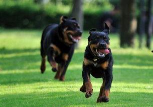 网红罗威纳犬,勇猛忠诚的犬界明星