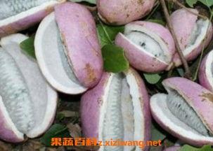 八月瓜粒晒干后怎么吃,八月瓜粒晒干后的美味食用指南