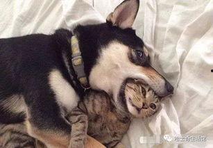 呆狗看爆料视频怎么办啊,实用指南解析