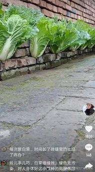 西安家里种菜那个网红,种菜乐享田园时光