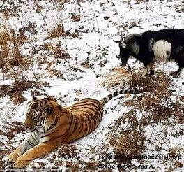 网红老虎吃羊,揭秘动物世界中的惊悚瞬间