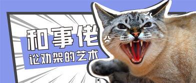 娱乐吃瓜猫咪视频