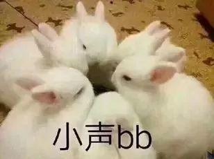 兔子吃瓜娱乐